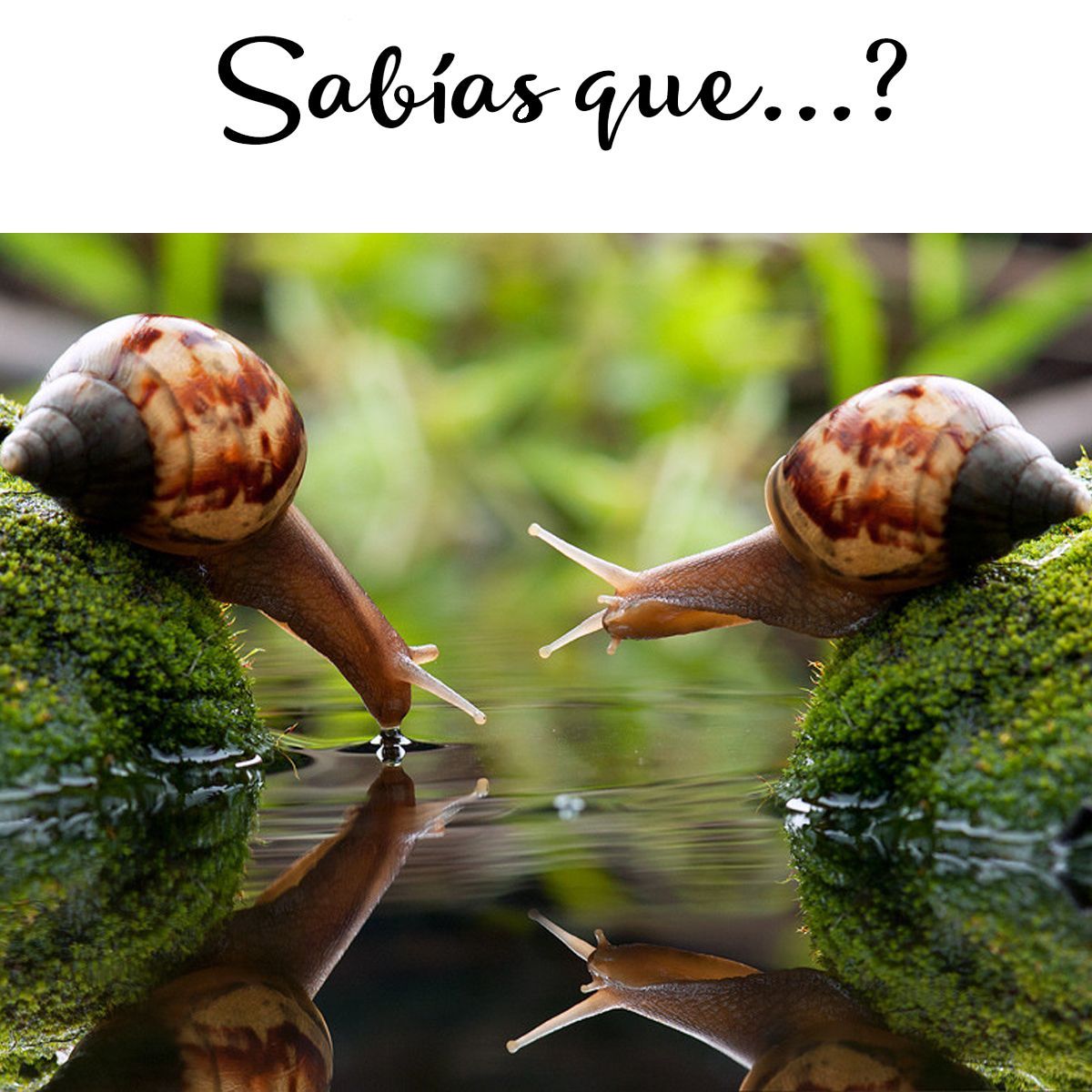 Qué es la Alantoína y qué productos la contienen